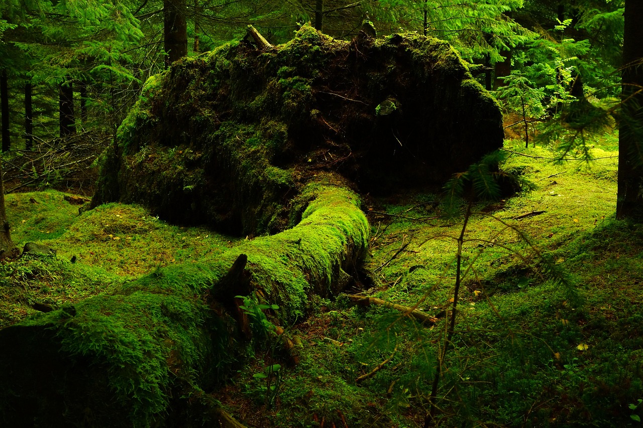 Lune de miel écoresponsable : destinations et conseils éthiques découvrez nos idées pour une lune de miel écologique alliant romance et respect de l'environnement. voyagez durablement tout en créant des souvenirs inoubliables.