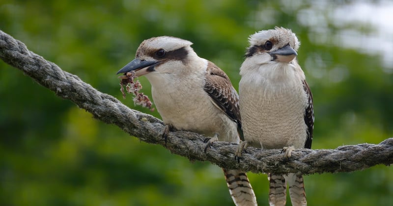 Tarif zoo de la Barben : combien prévoir pour votre visite ?