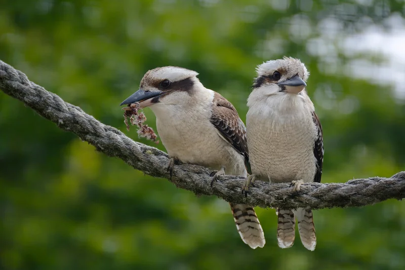 Les 5 animaux qu'il faut absolument voir