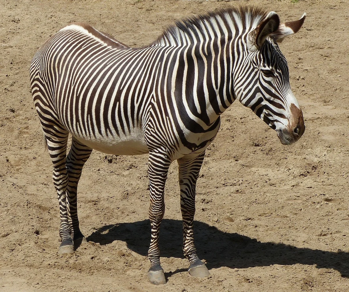 zebre