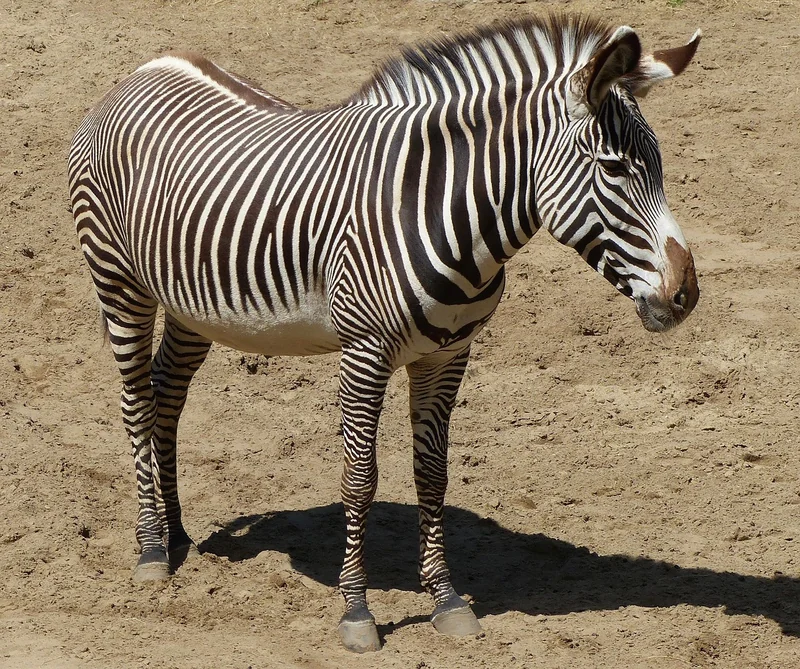 zebre
