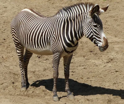 Découvrez les tarifs 2026 du zoo de La Palmyre pour une visite inoubliable