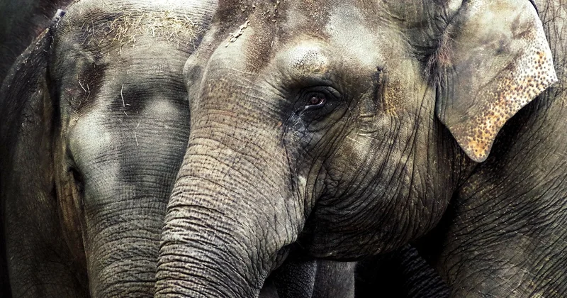 Le tarif famille au zoo de La Barben : comment aller plus bas