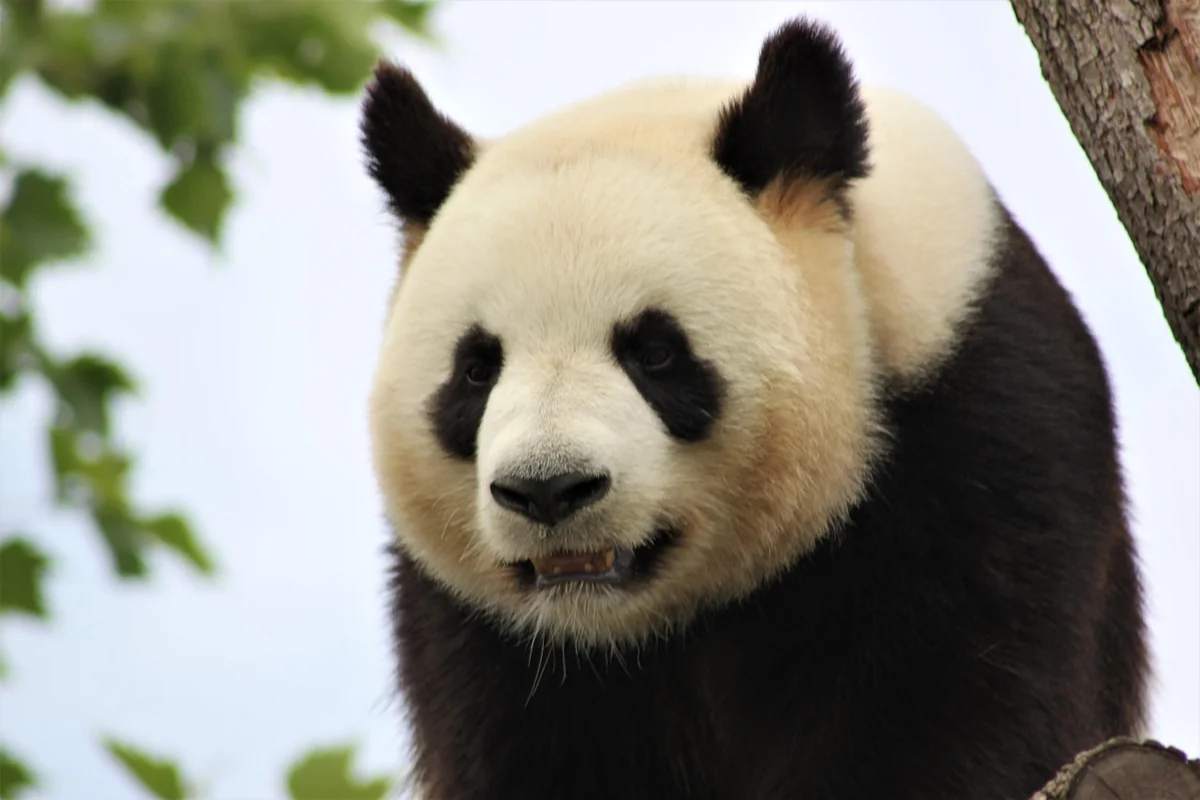 panda