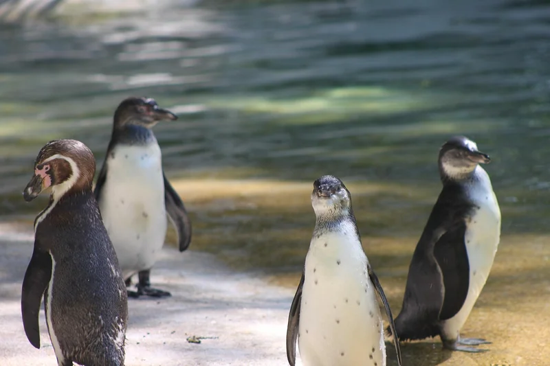 Les grandes familles d'animaux à Beauval